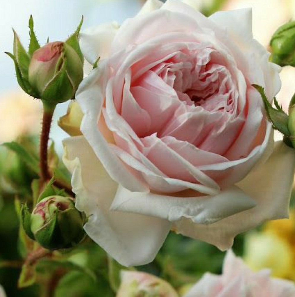 Meet your Posher, Rose